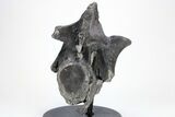 Tyrannosaur Cervical Vertebra - Two Medicine Formation #211086-3